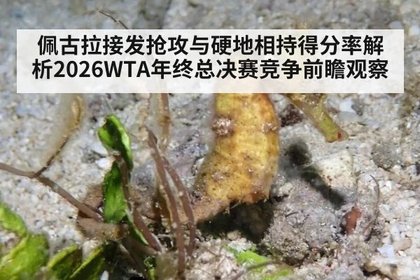 佩古拉接发抢攻与硬地相持得分率解析2026WTA年终总决赛竞争前瞻观察